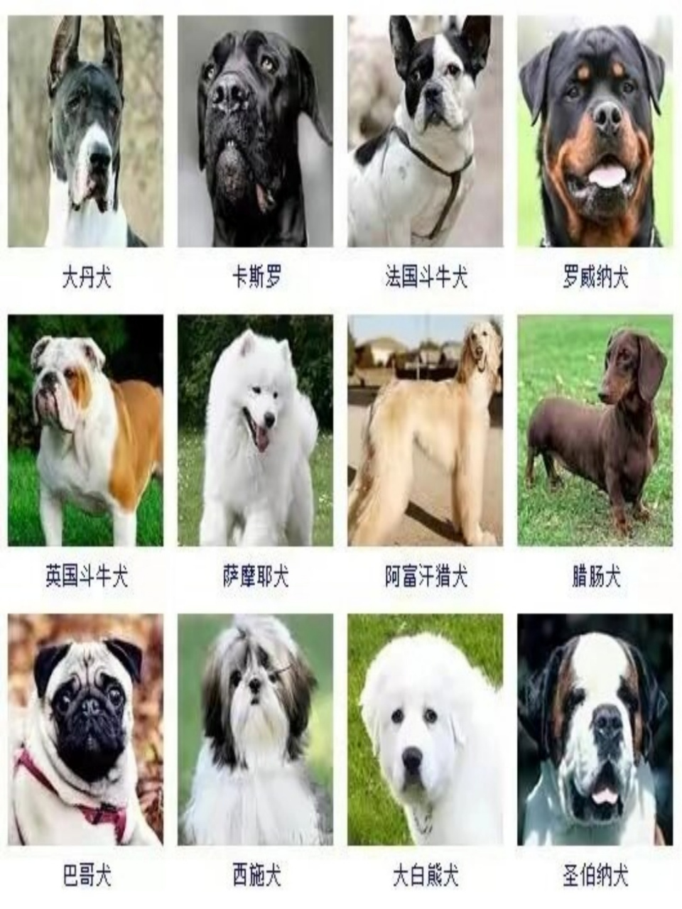 178个宠物狗品种大全  你知道吗?