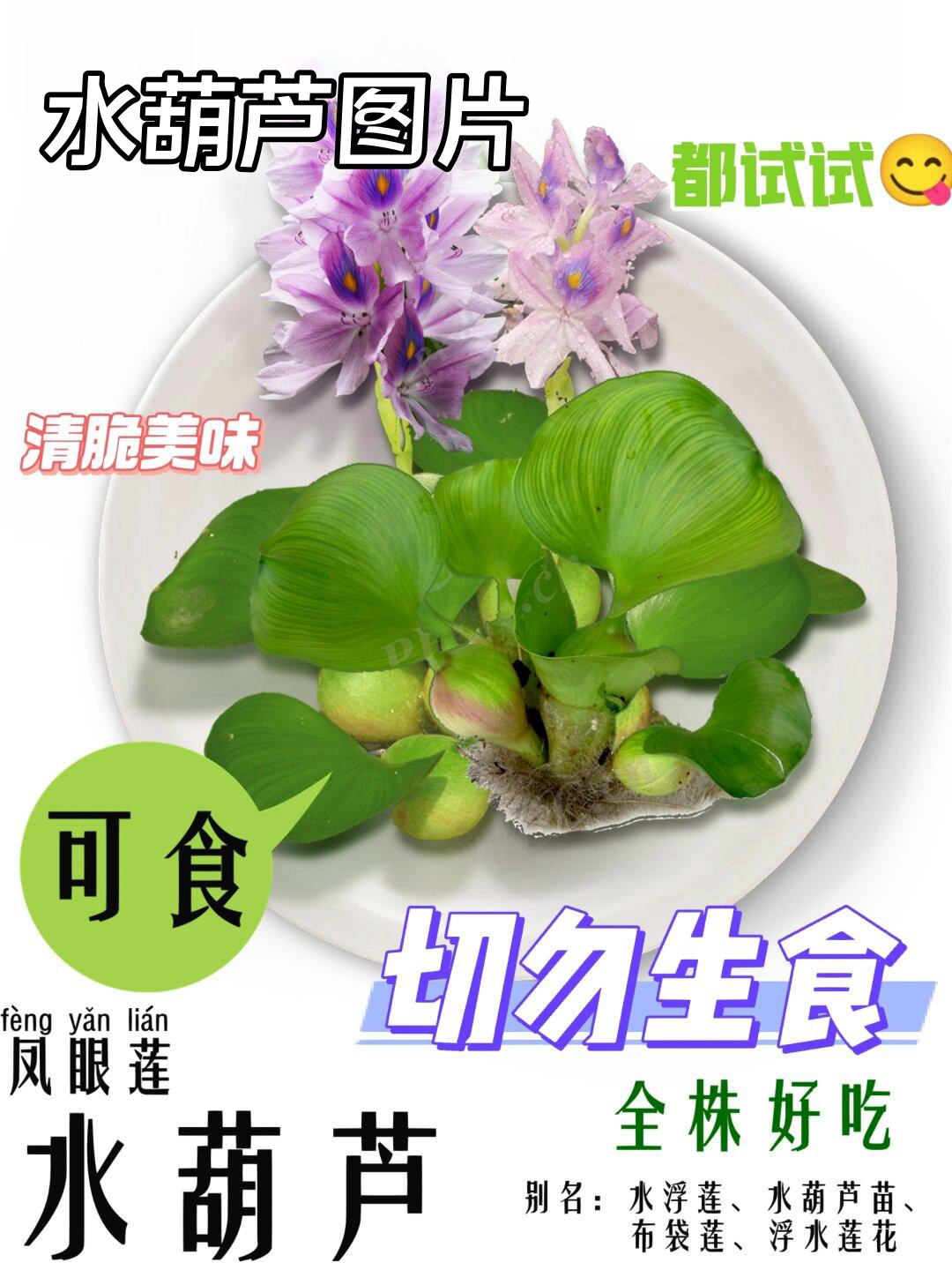 今天我要和大家分享一种特别的水生植物