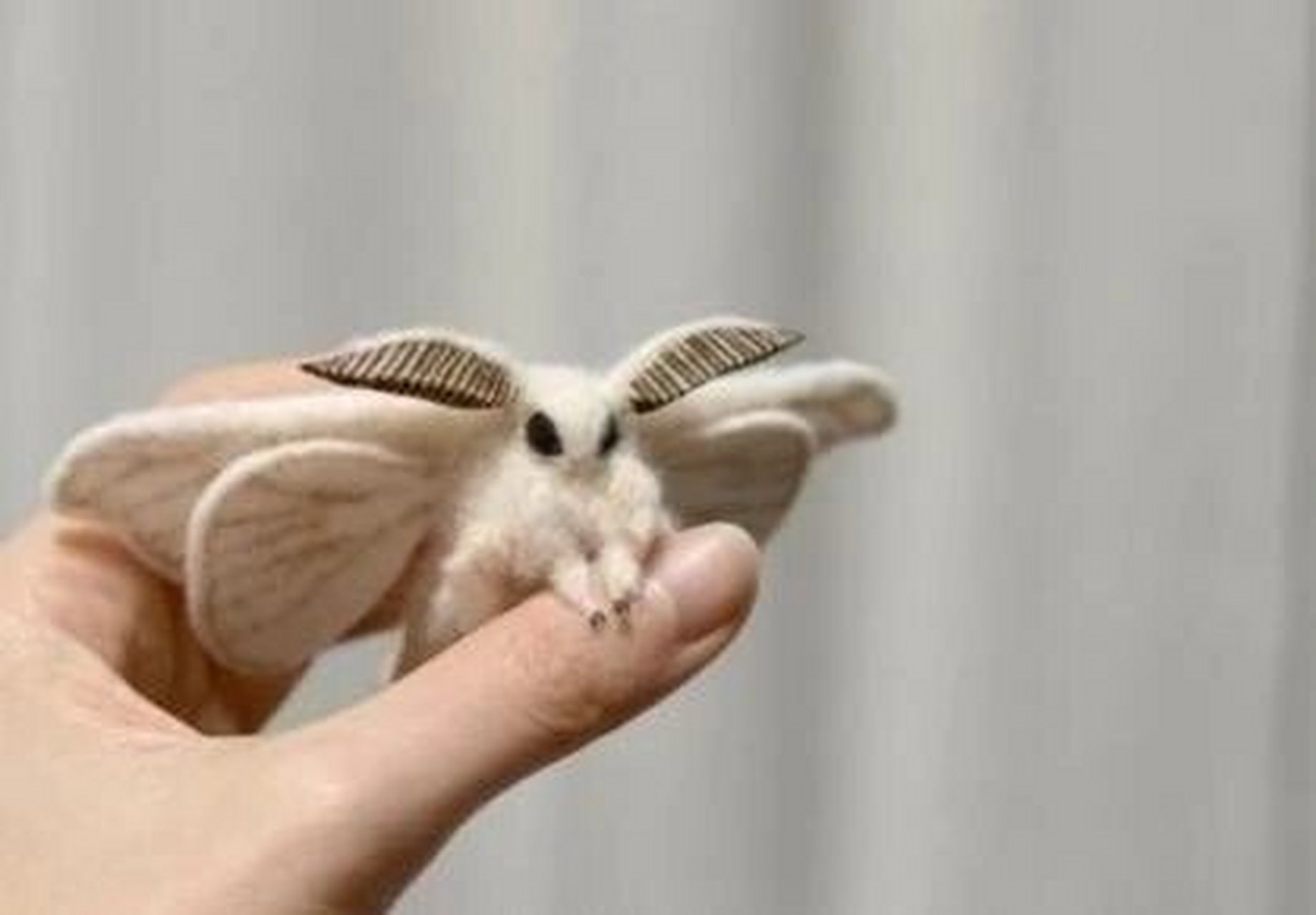 委内瑞拉犬蛾-贵宾精灵  我第一次看到委内瑞拉贵宾犬蛾的照片时,就被