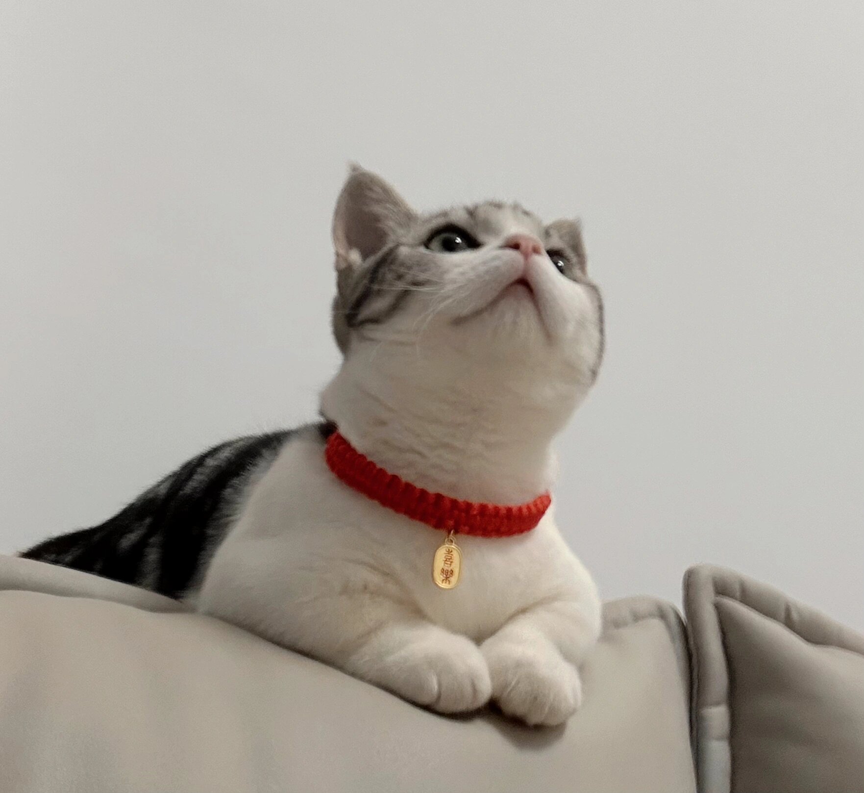 那就是……美短起司!