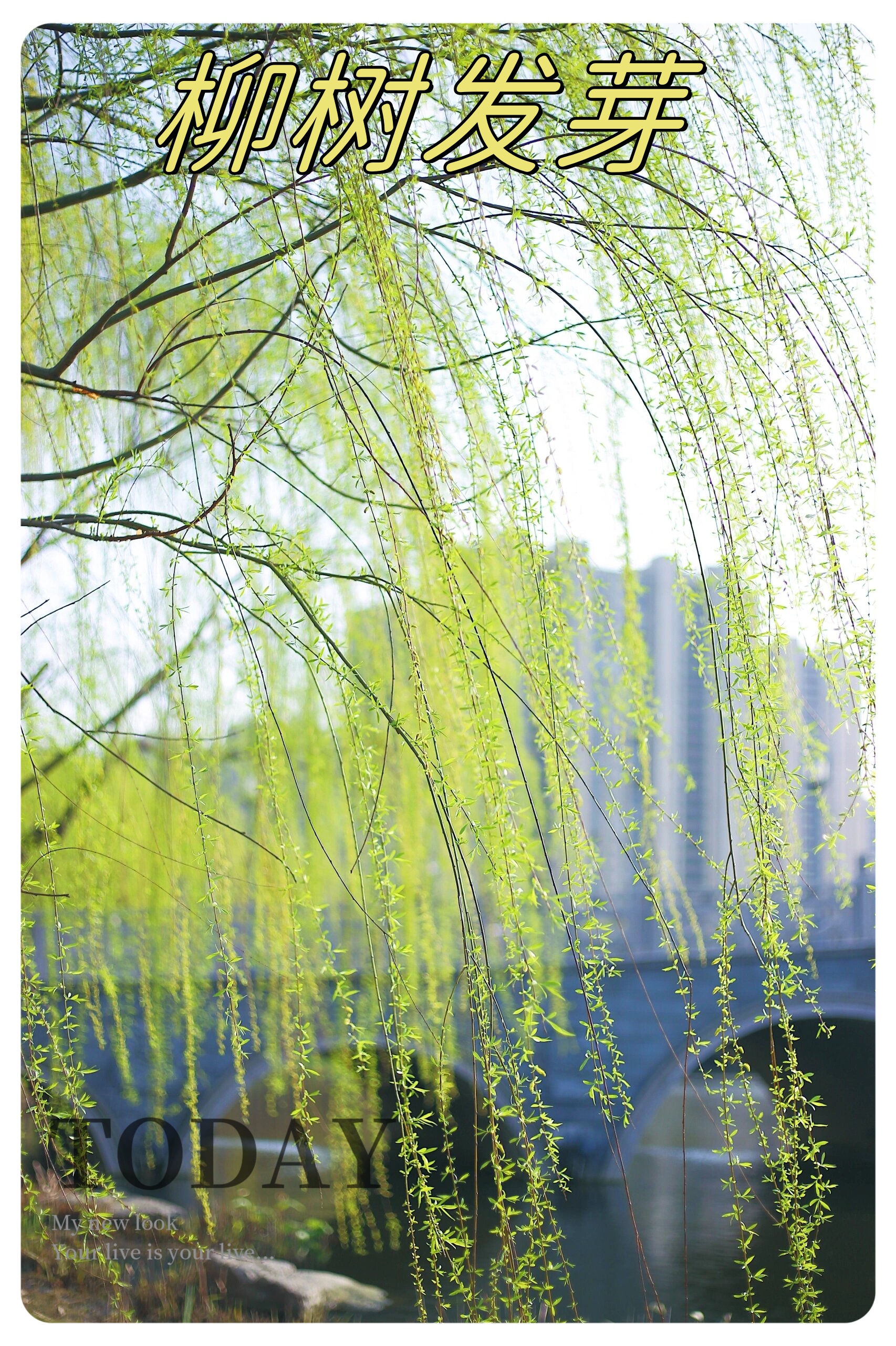 柳树发芽是春季常见的自然现象,标志着新季节的到来