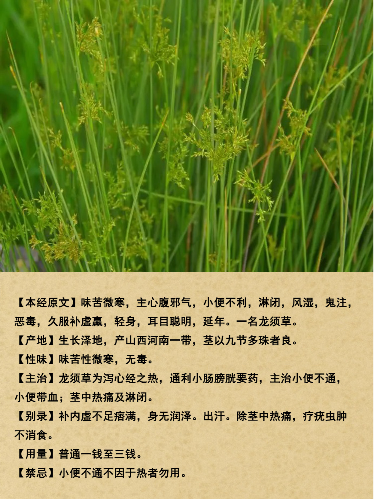 龙须草图片  每当我看到龙须草,都会被它那独特的形态所吸引