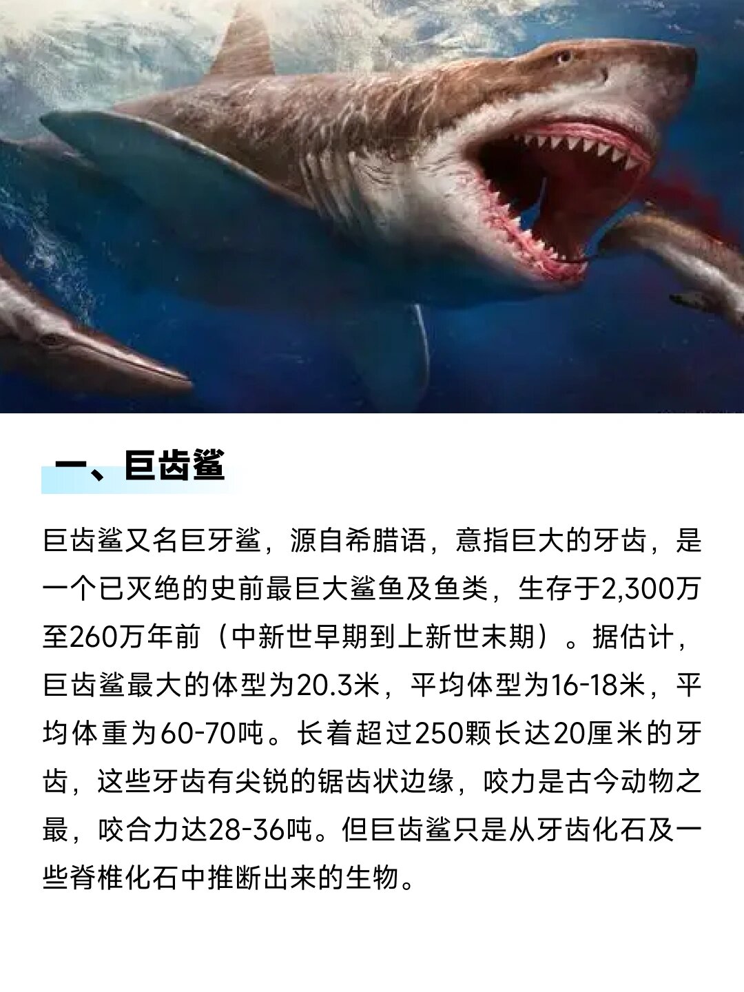 海洋动物大全名字图片图片