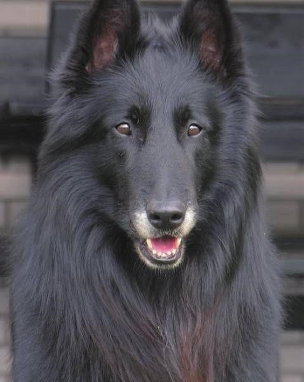 99偶遇公园里的守护天使:格罗安达犬的无限魅力9893    前几天