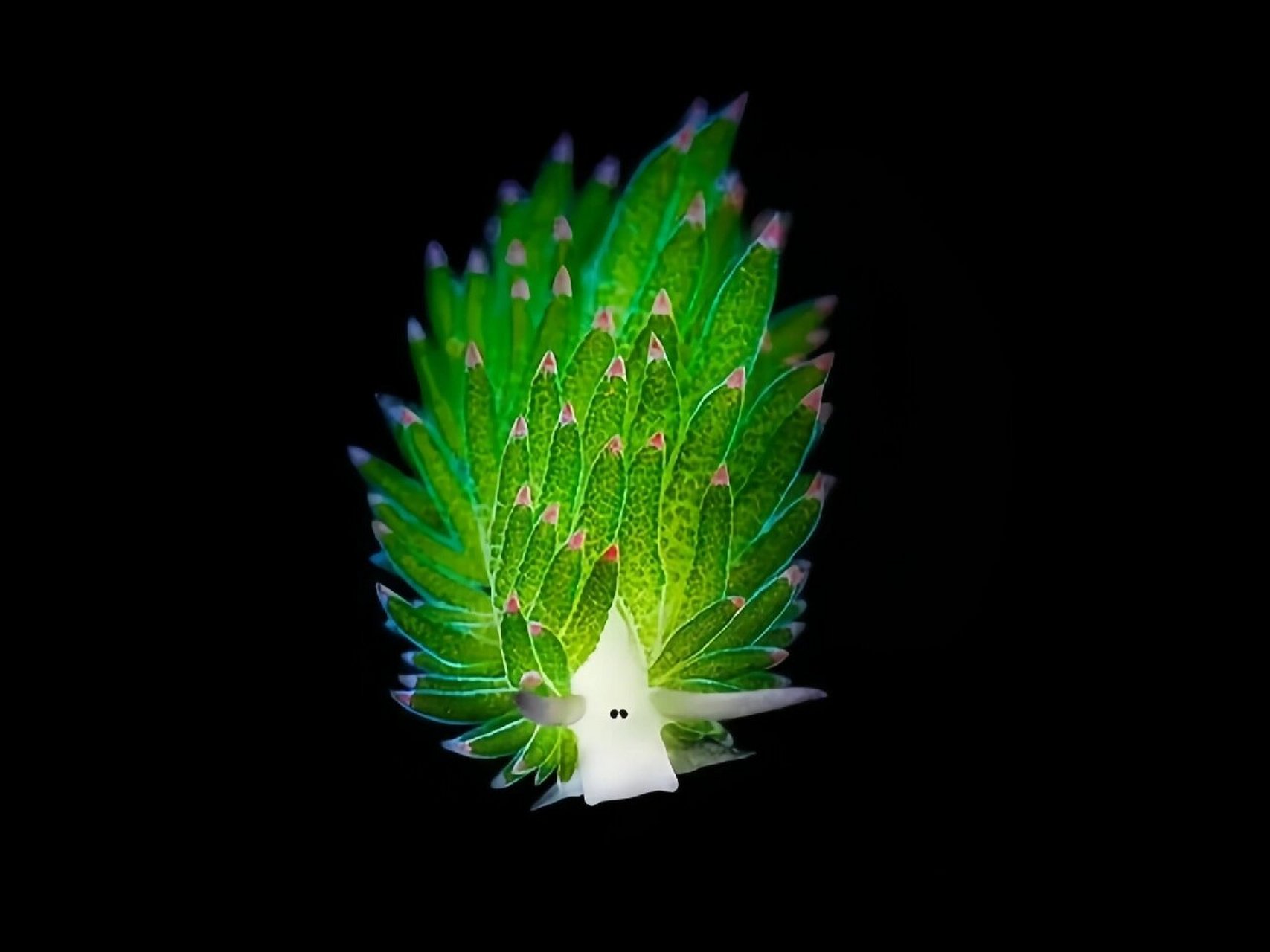 91  有一次我去海边度假,在沙滩上发现了一只小绵羊海蛞蝓,它那萌萌