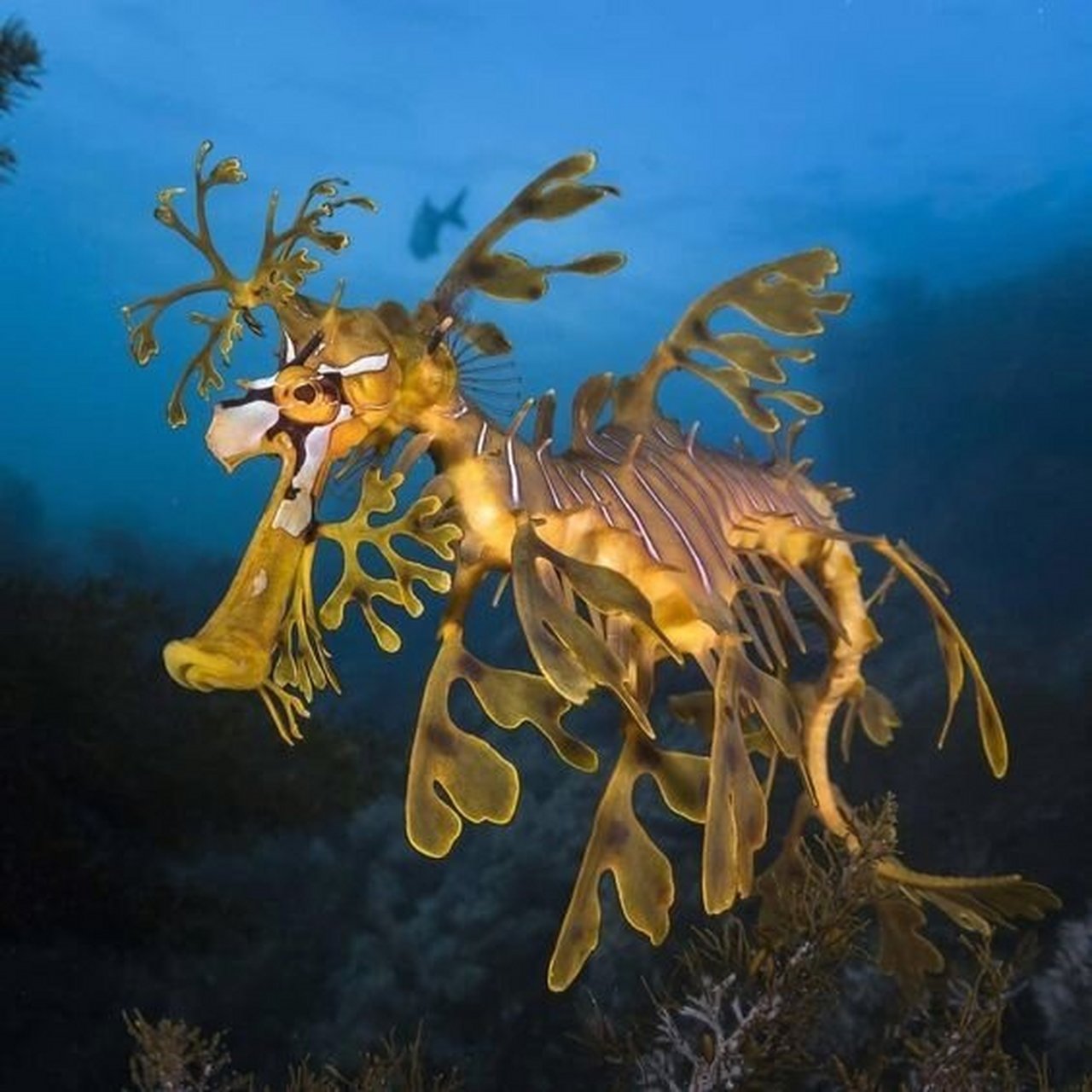 👀今天我要给大家介绍一种非常有趣的动物