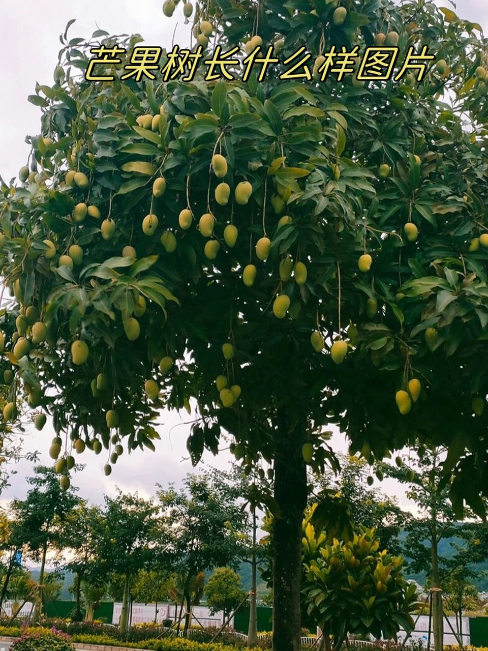 厦门芒果树图片