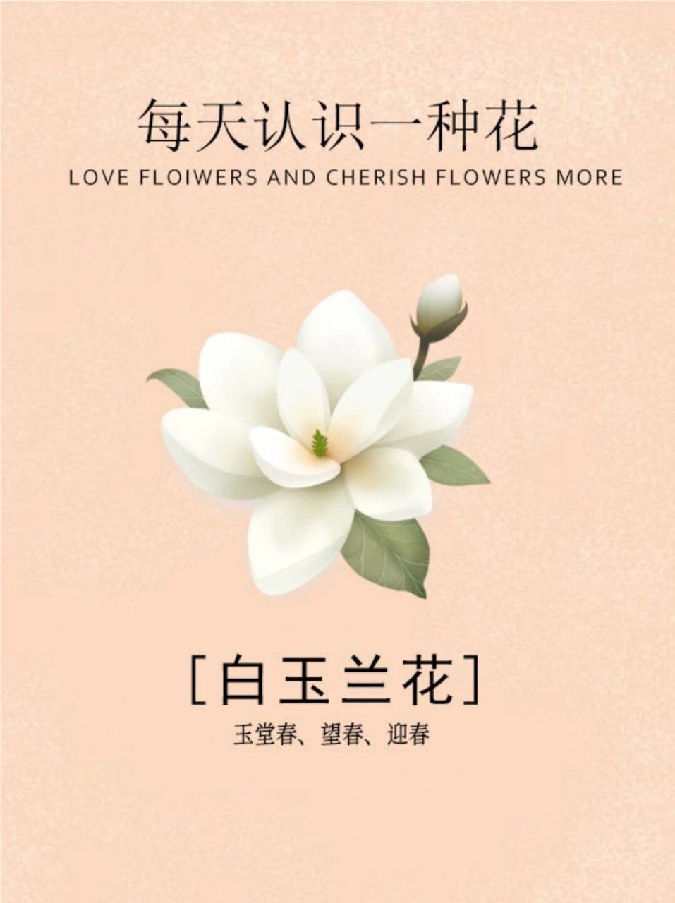 白玉兰图片  白玉兰的花语.