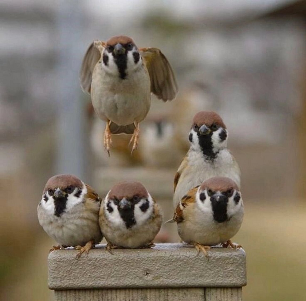 今天我要和你们分享一种非常有趣的动物——树麻雀92.