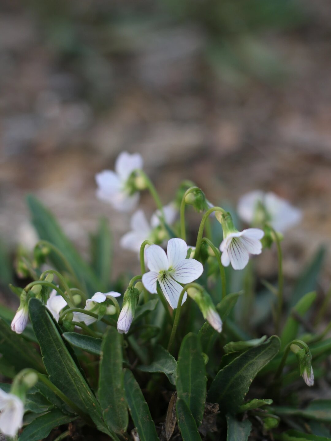 地丁草图片  白花地丁,这个优雅又充满诗意的名字,仿佛能让人置身于一