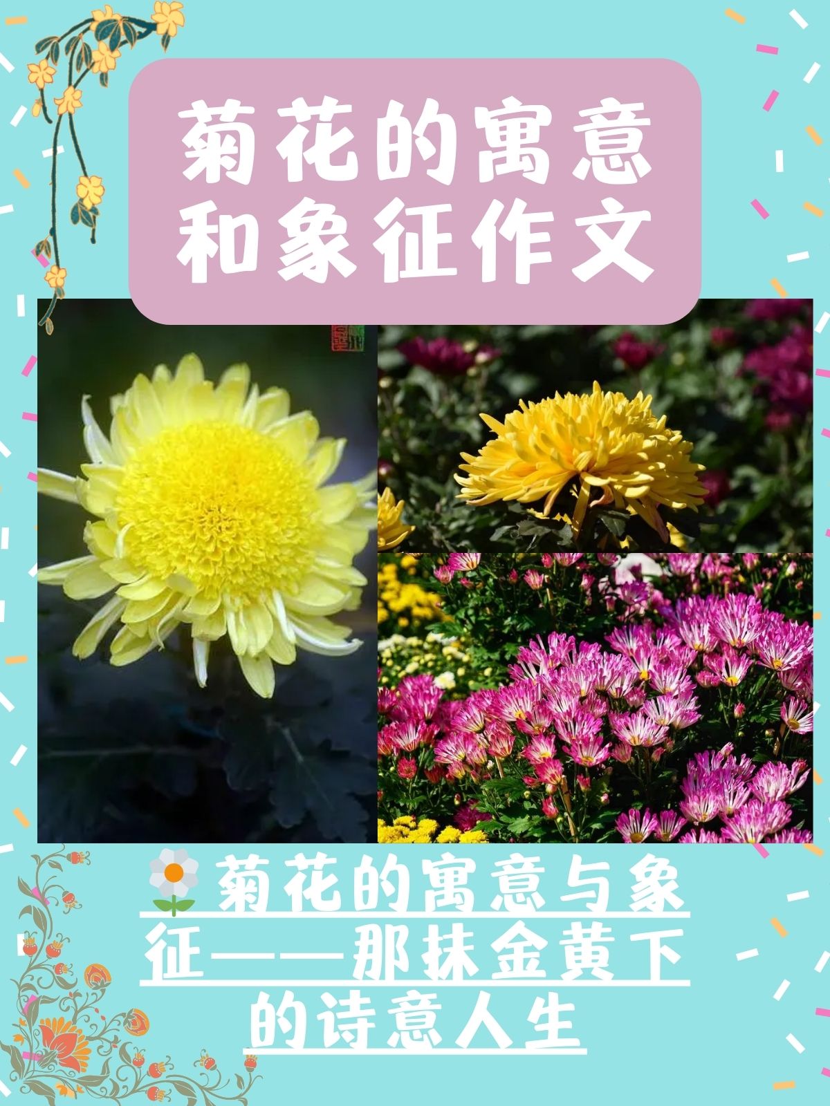 菊花的寓意图片