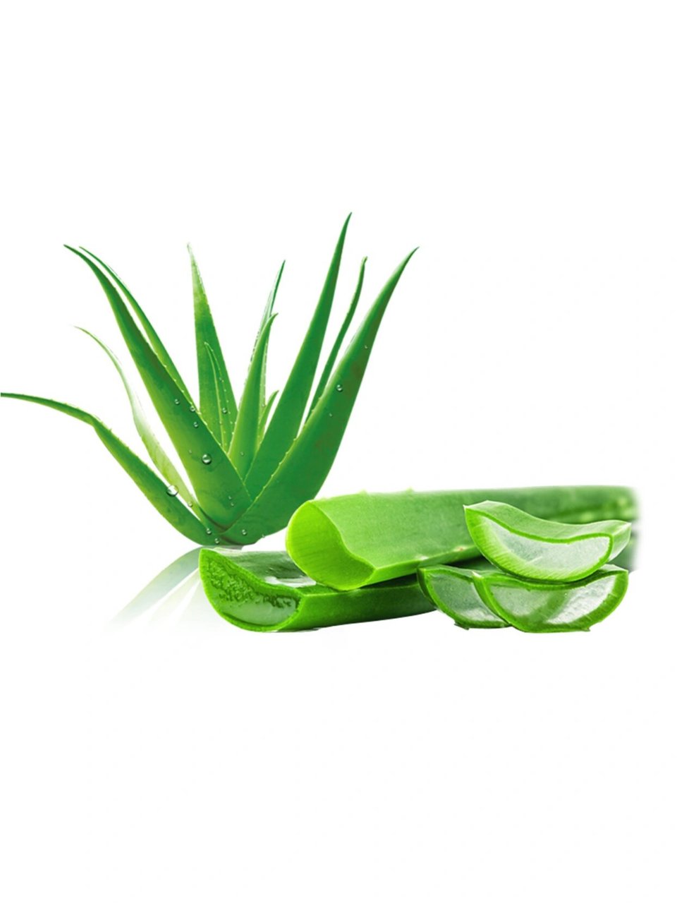 芦荟的叶片肥厚多汁🧊,呈现出翠绿色或浅绿色.