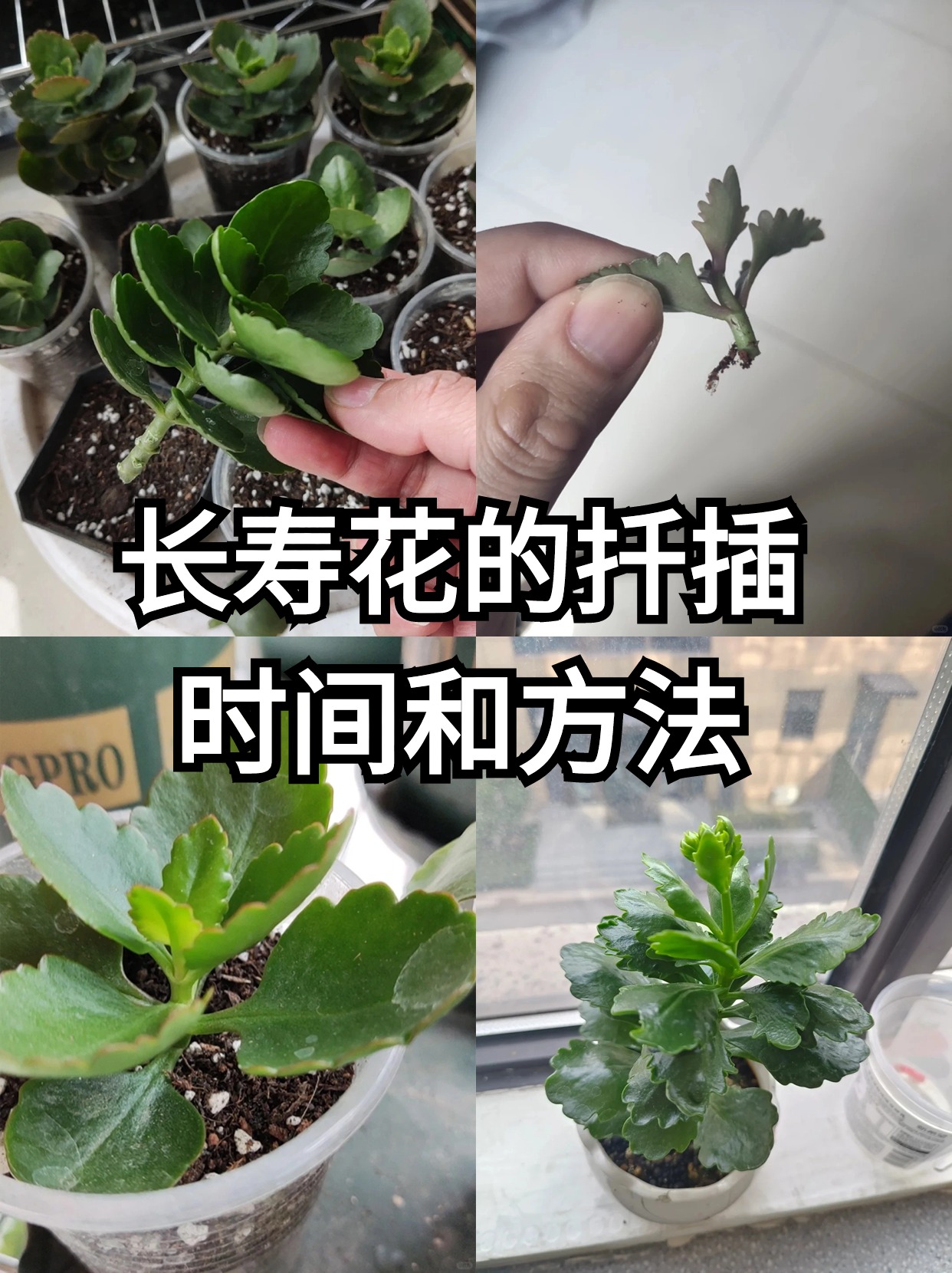 长寿花发根力超强