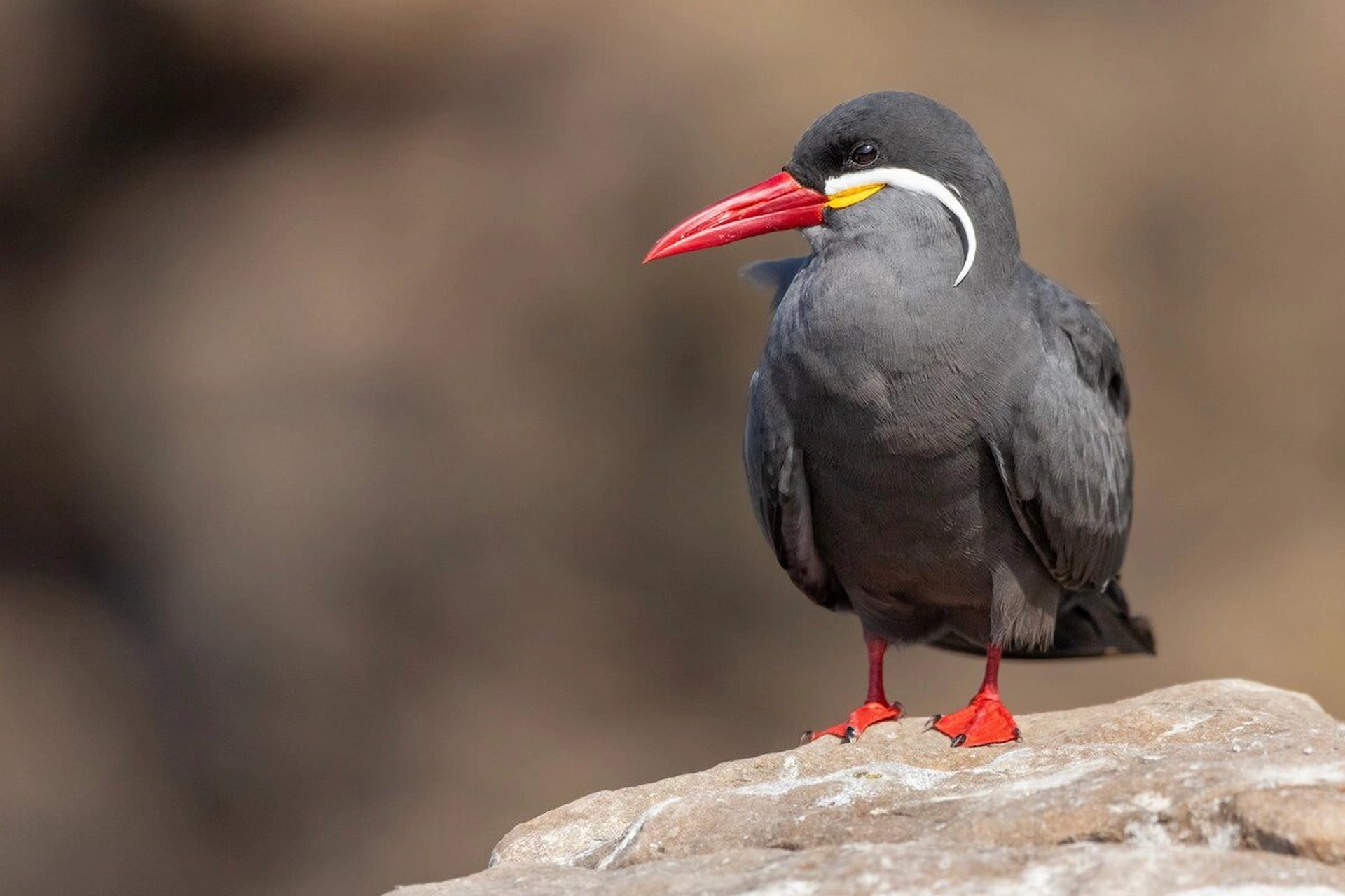 今天我要给你们介绍一种超级特别的鸟类——印加燕鸥06!