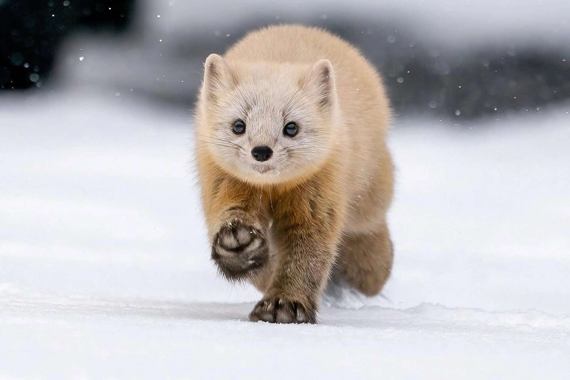 78今天我要和你们分享一种超级有趣的动物——紫貂!
