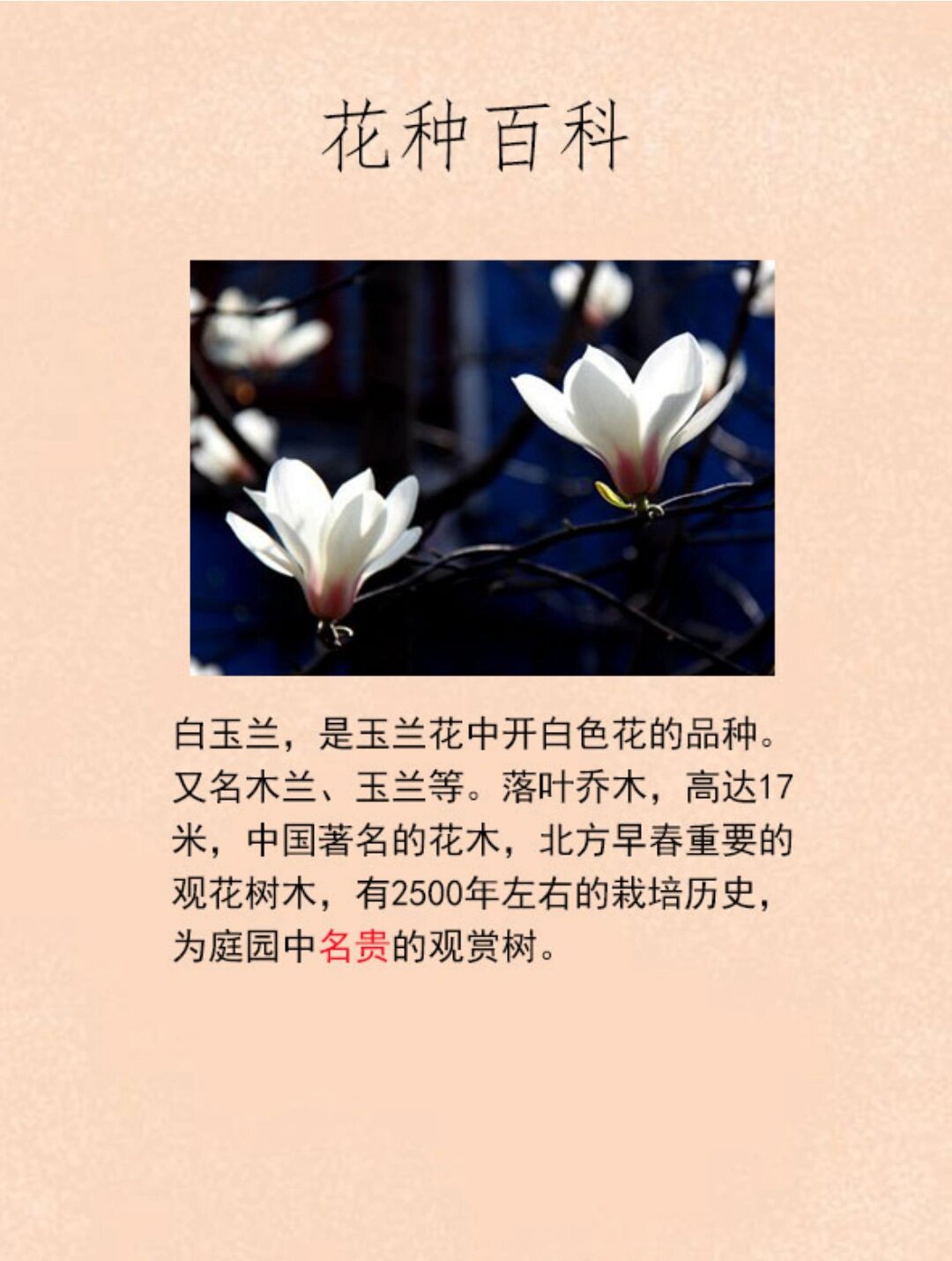 白玉兰图片 白玉兰的花语.纯洁.@兮熙老师的动态