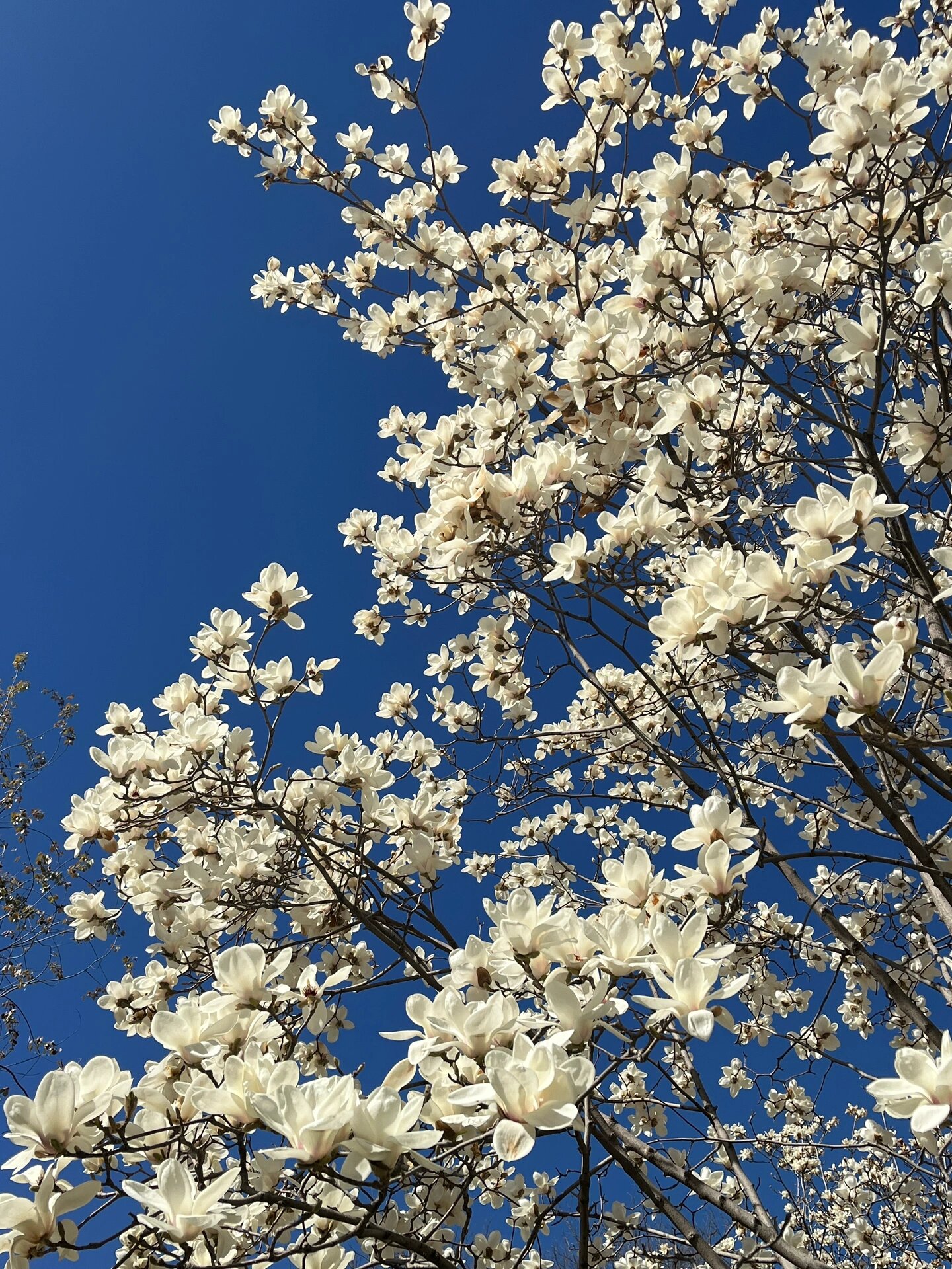 白玉兰图片  白玉兰是一种著名的花木,属于玉兰科,玉兰属,学名为