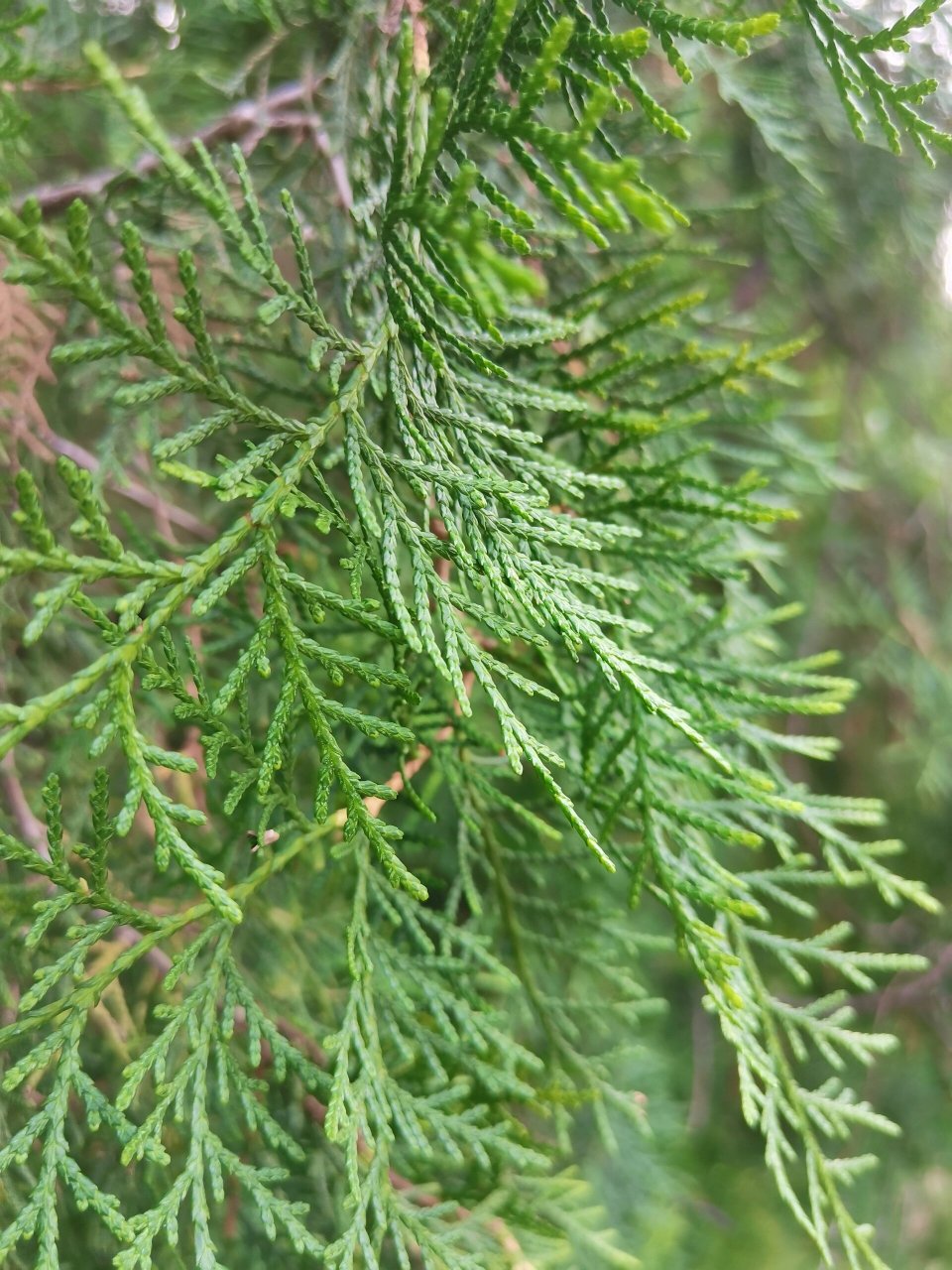 松柏树图片  99松柏树,四季常青的卫士0115,它们屹立在大地之上