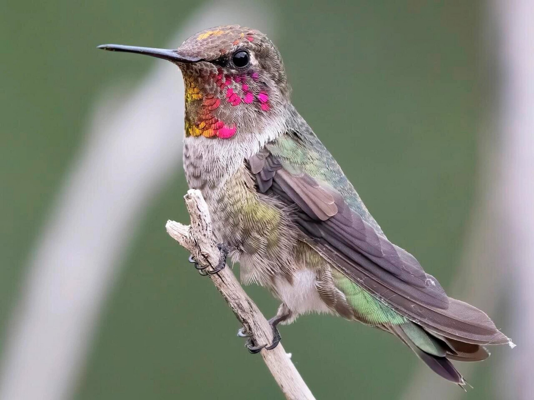 我是粉红凤头鹦鹉,是不是觉得我很可爱呢04?