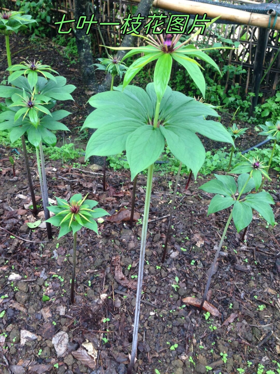 重楼它的叶片宽大且翠绿,仿佛是大自然为它精心绘制