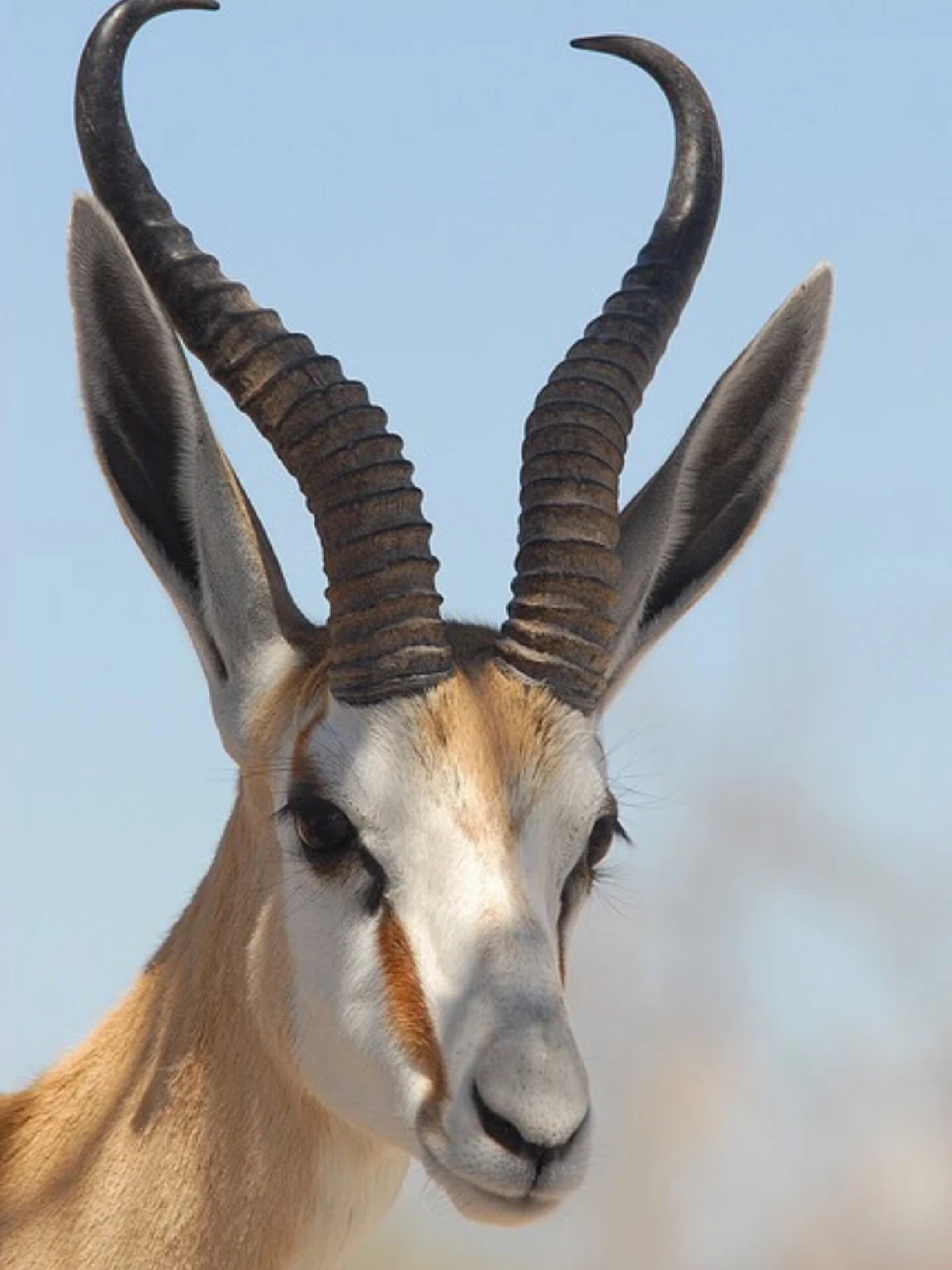 跳羚-善跃的优雅羚羊