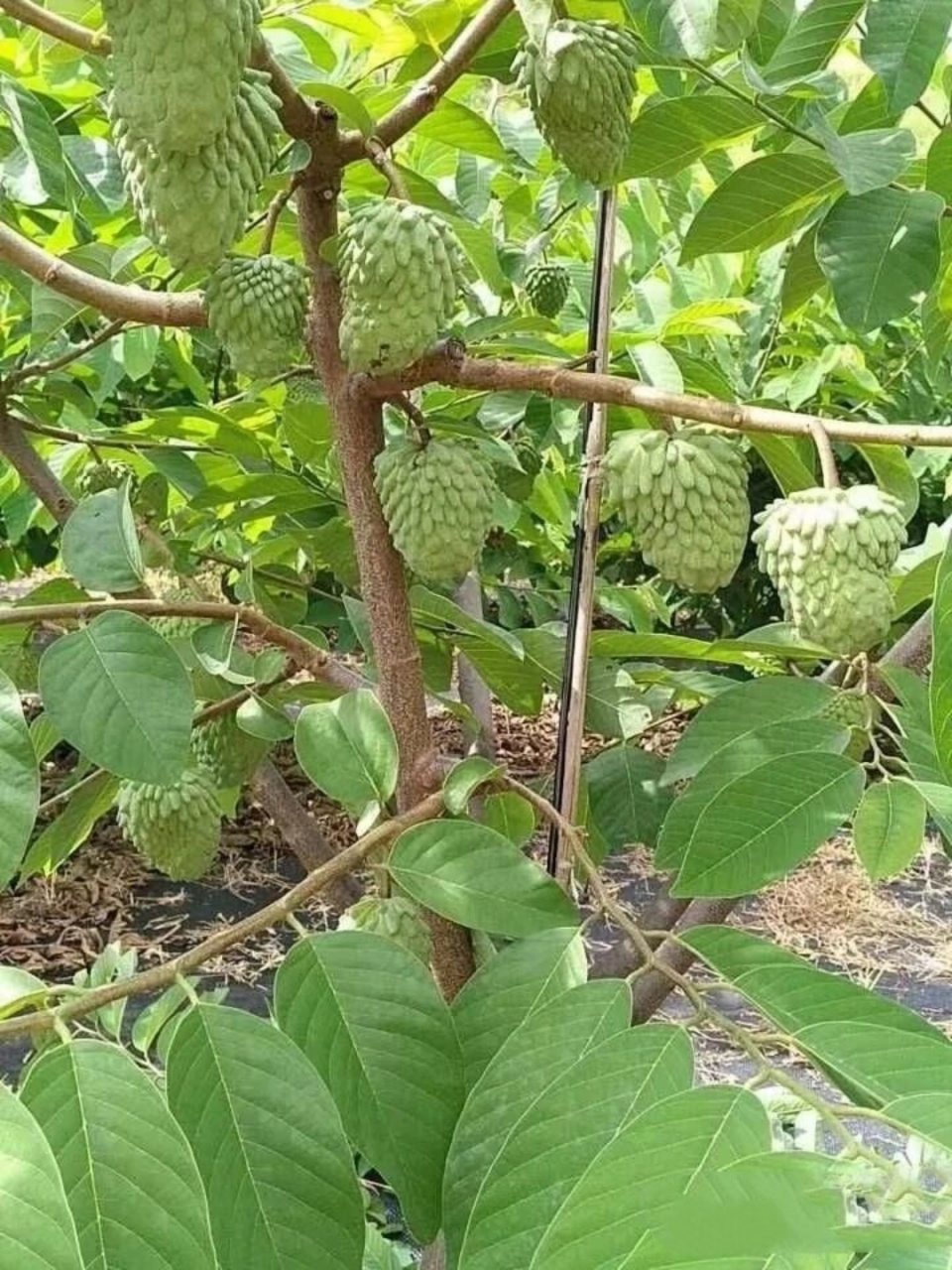 认识一种水果-释迦果  🌳番荔枝(annona squamosa l.
