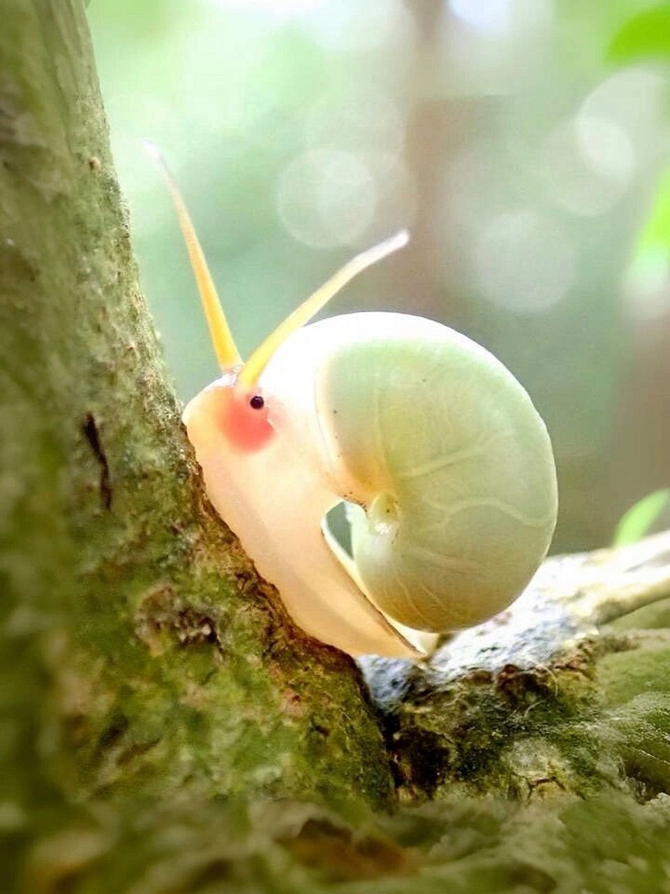 嘿,我是青山蜗牛🐌  生活在台湾的低海拔山区.