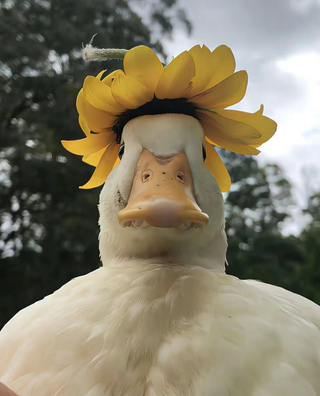 动物图片可爱呆萌  来,看看小动物们的自拍0592