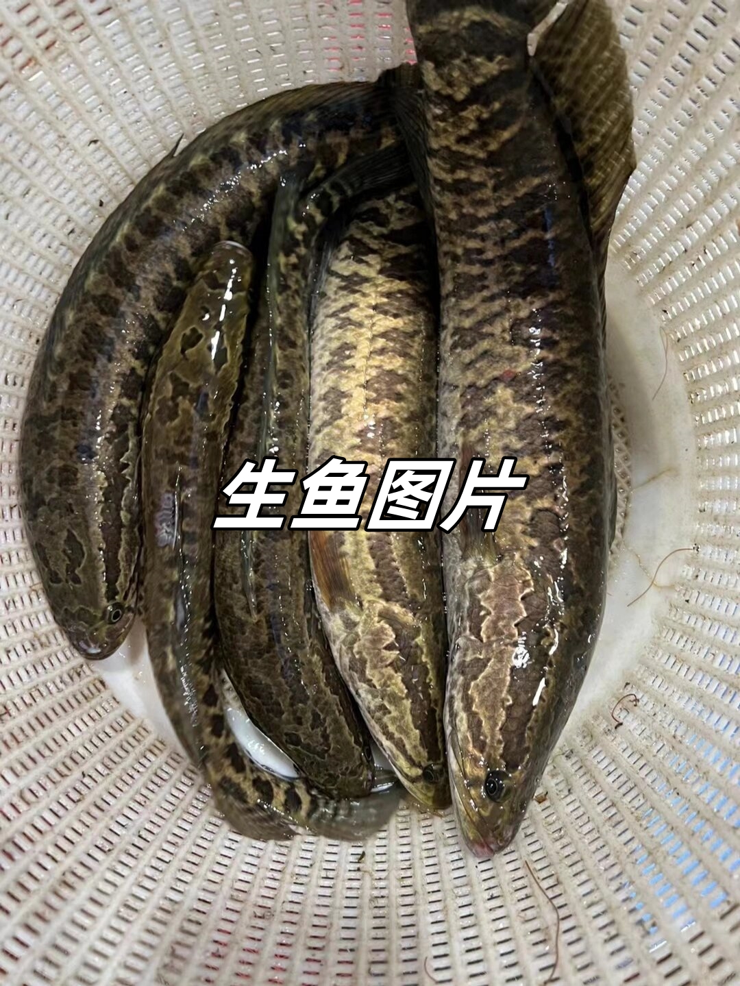 生鱼图片 95生鱼,一种美味而营.@艾艾小记的动态