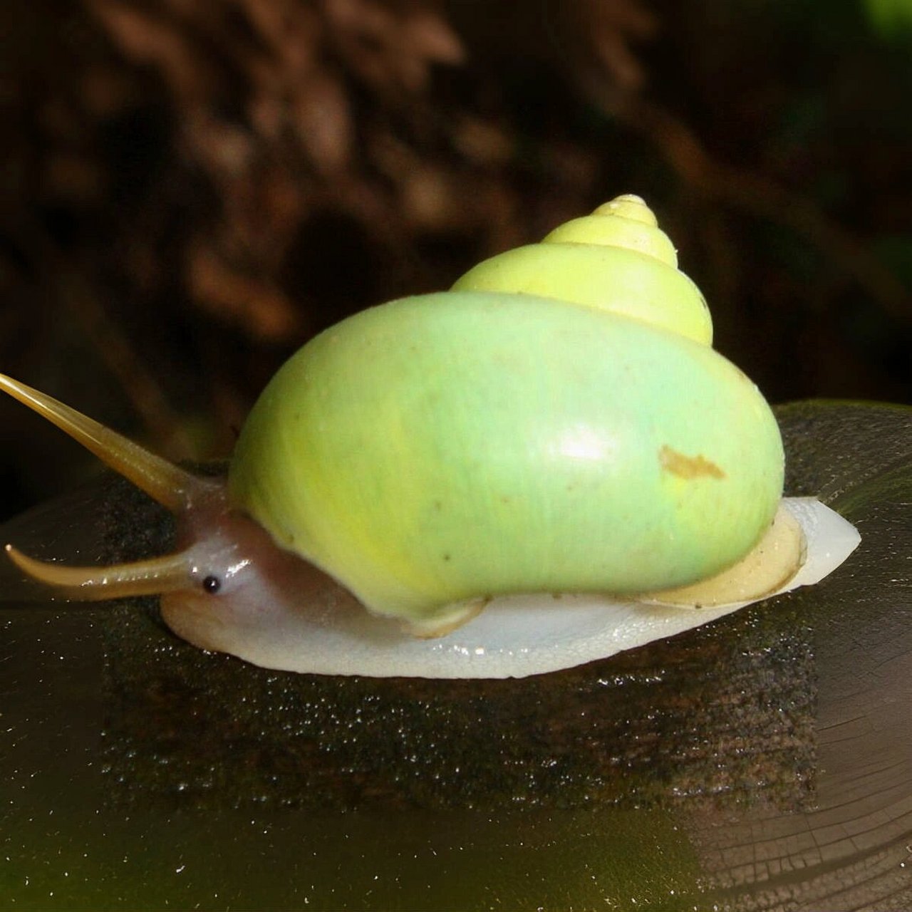 嘿,我是青山蜗牛🐌  生活在台湾的低海拔山区.
