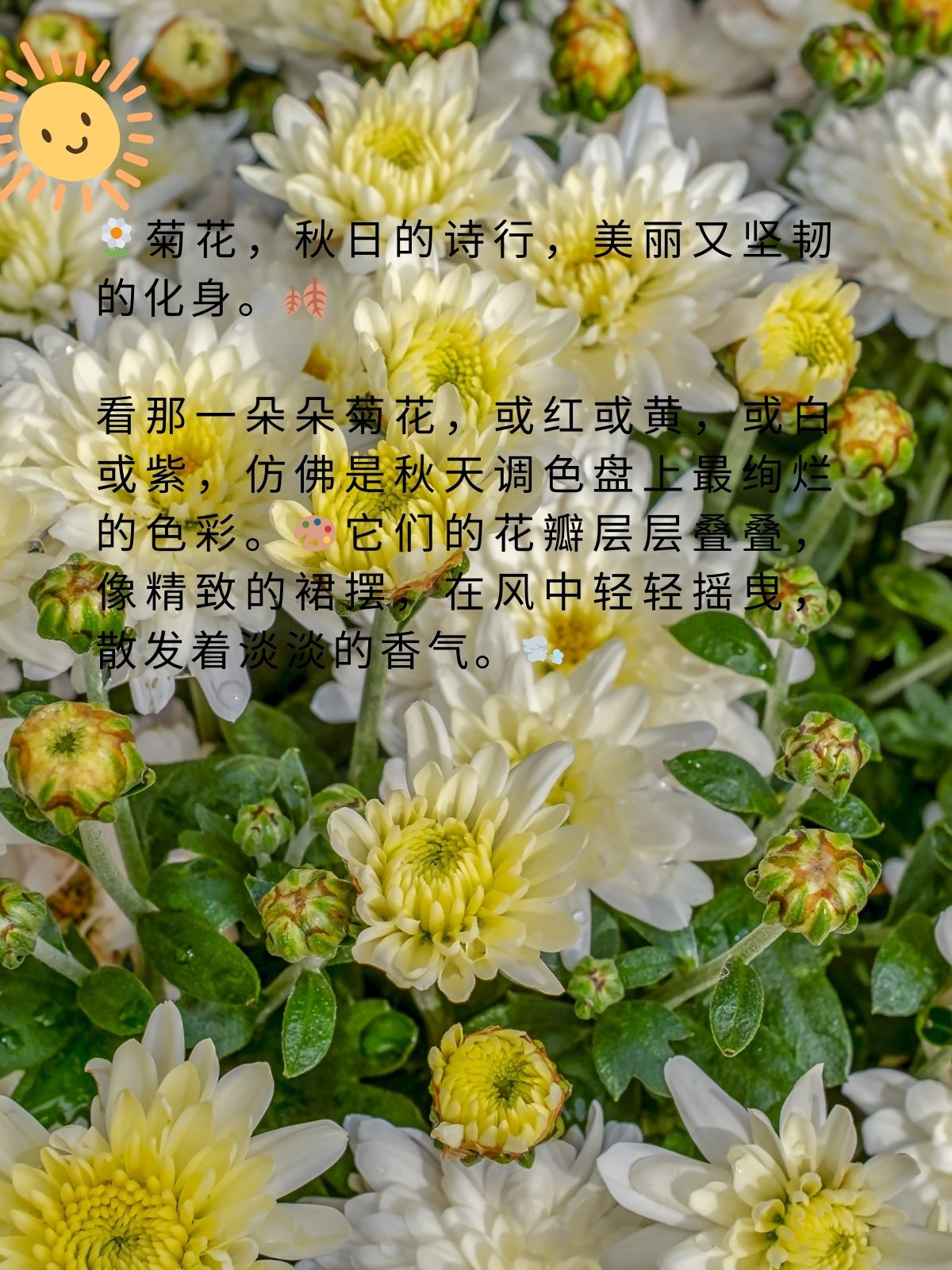 菊花的形态描写图片