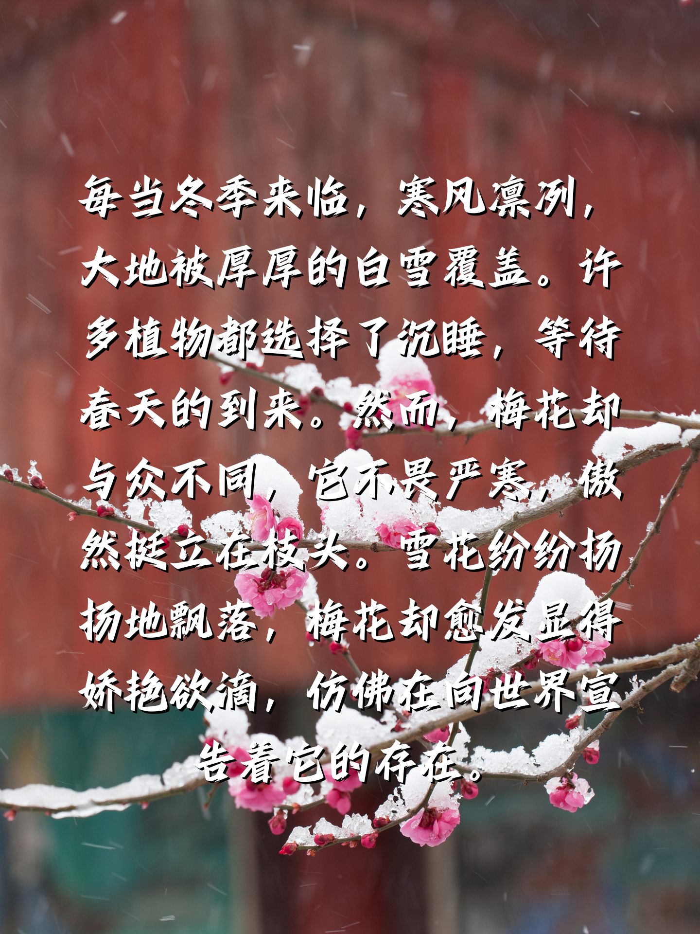 梅花作文 94梅花,它是冬日的.@糖果的短句的动态