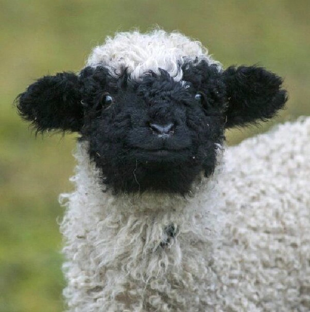 今天我要给你们介绍一种超级可爱的动物