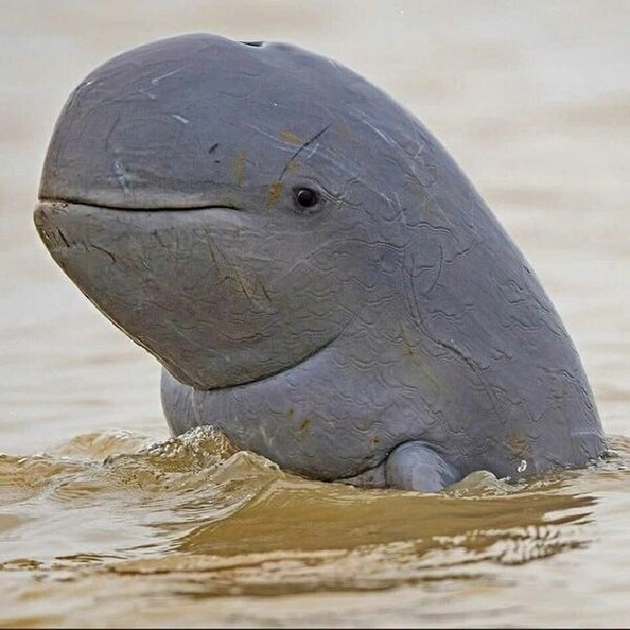 🌊今天我要给你们介绍一种非常有趣的动物——伊洛瓦底江豚!🐬  