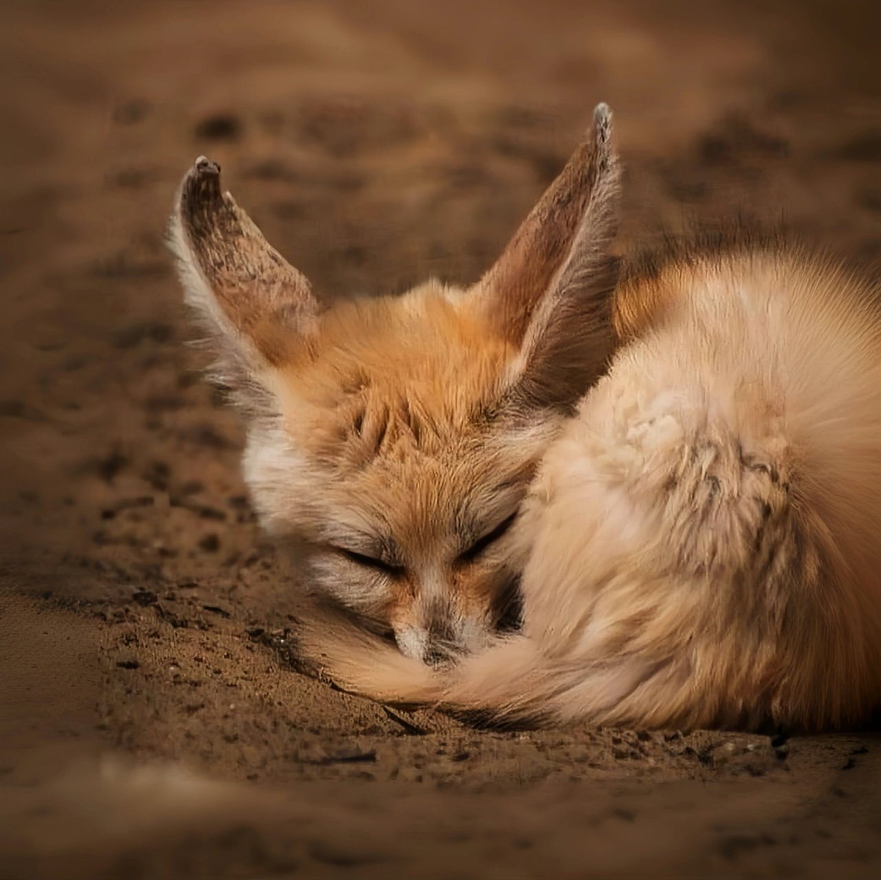 今天我要给你们介绍一种超级可爱的动物——耳廓狐!