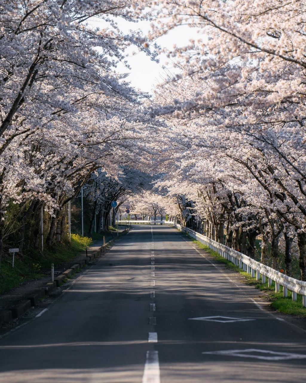 日本樱花图片 最美图片