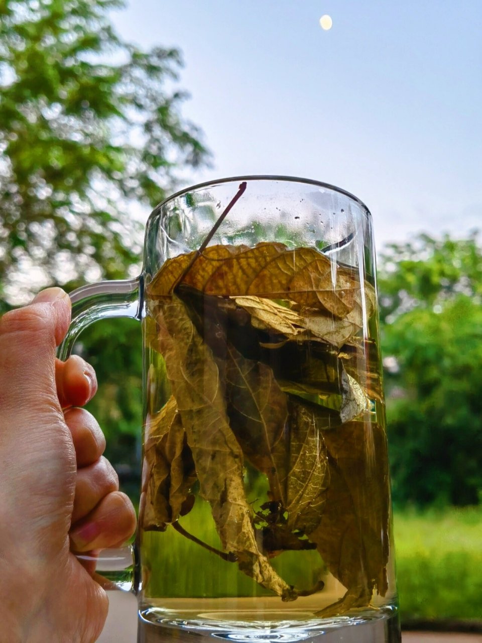 鹧鸪茶怎么泡图解图片