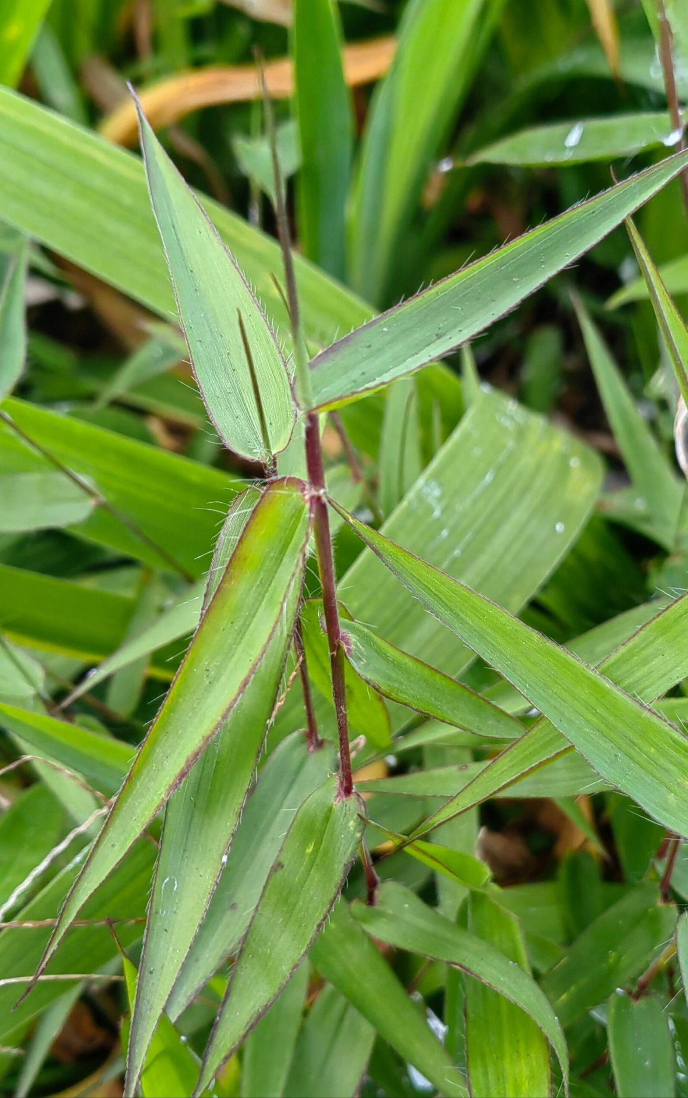 淡竹叶图片 淡竹叶是禾本科淡.@小财神文字的动态