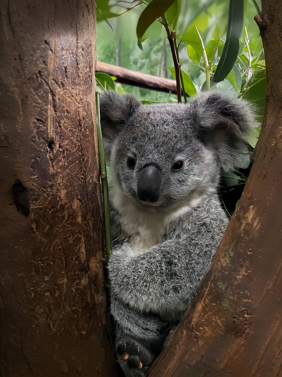 我可是澳大利亚的特有物种哦!
