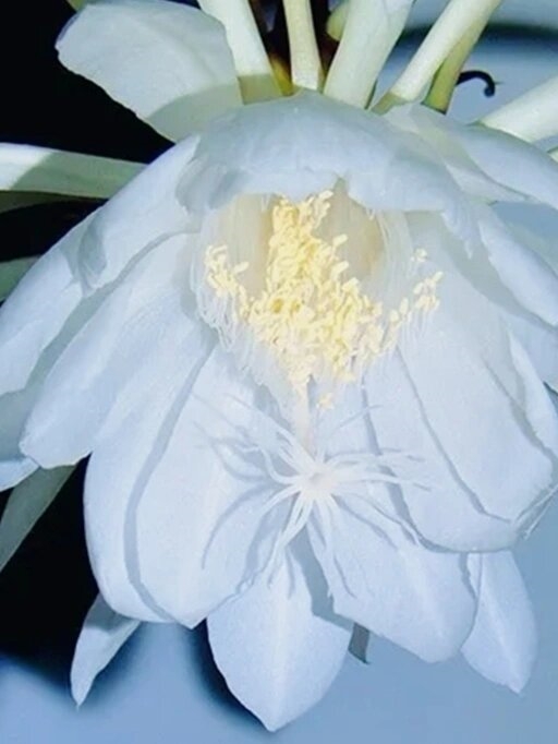 昙花的花语和象征意义  昙花,那一瞬的绽放,却足以美了一生.