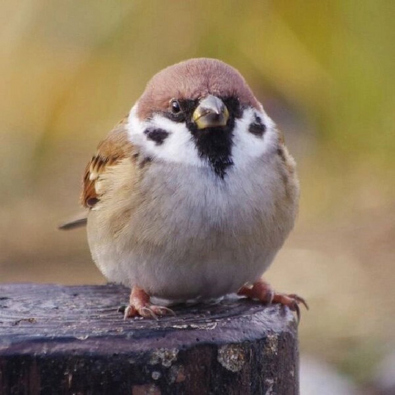 今天我要和你们分享一种非常有趣的动物——树麻雀92.