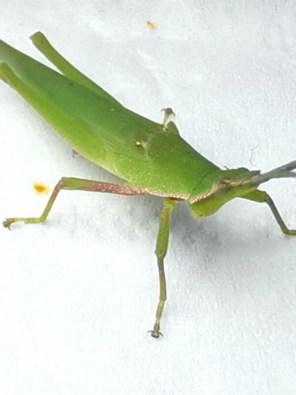 蚂蚱在你们那里又叫啥	  🦗 蚂蚱们身体瘦长,有的穿着绿色的外衣,有