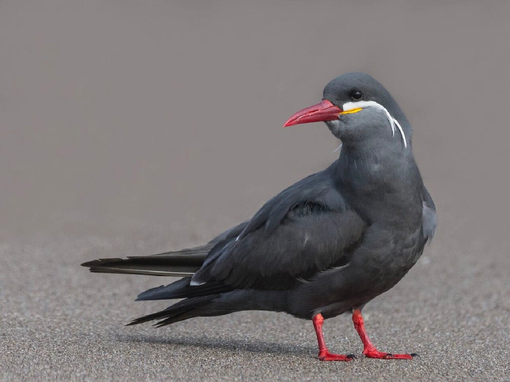 今天我要给你们介绍一种超级特别的鸟类——印加燕鸥06!