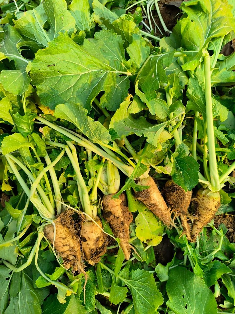 蔓菁的图片  蔓菁不仅生命力顽强,它还是一种营养丰富的蔬菜.