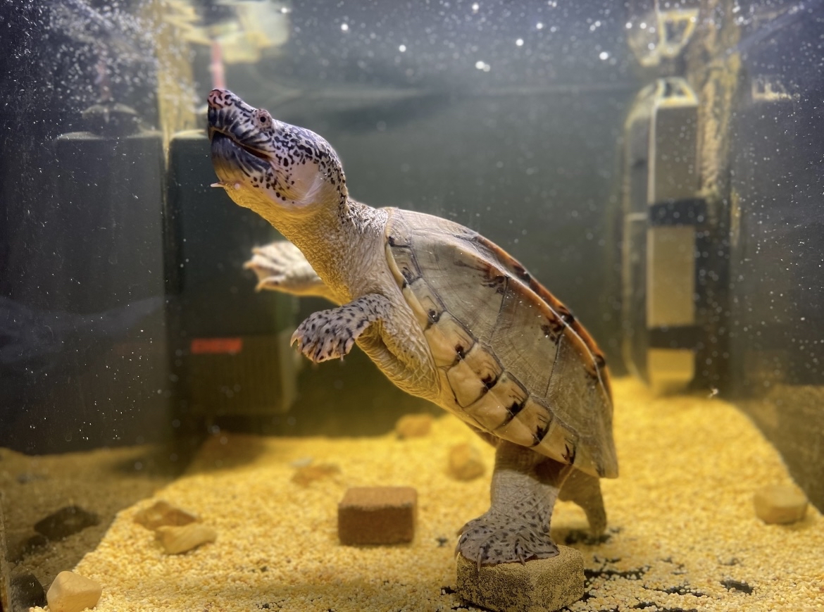 三大巨蛋之首|墨西哥蛋龟,你了解多少?