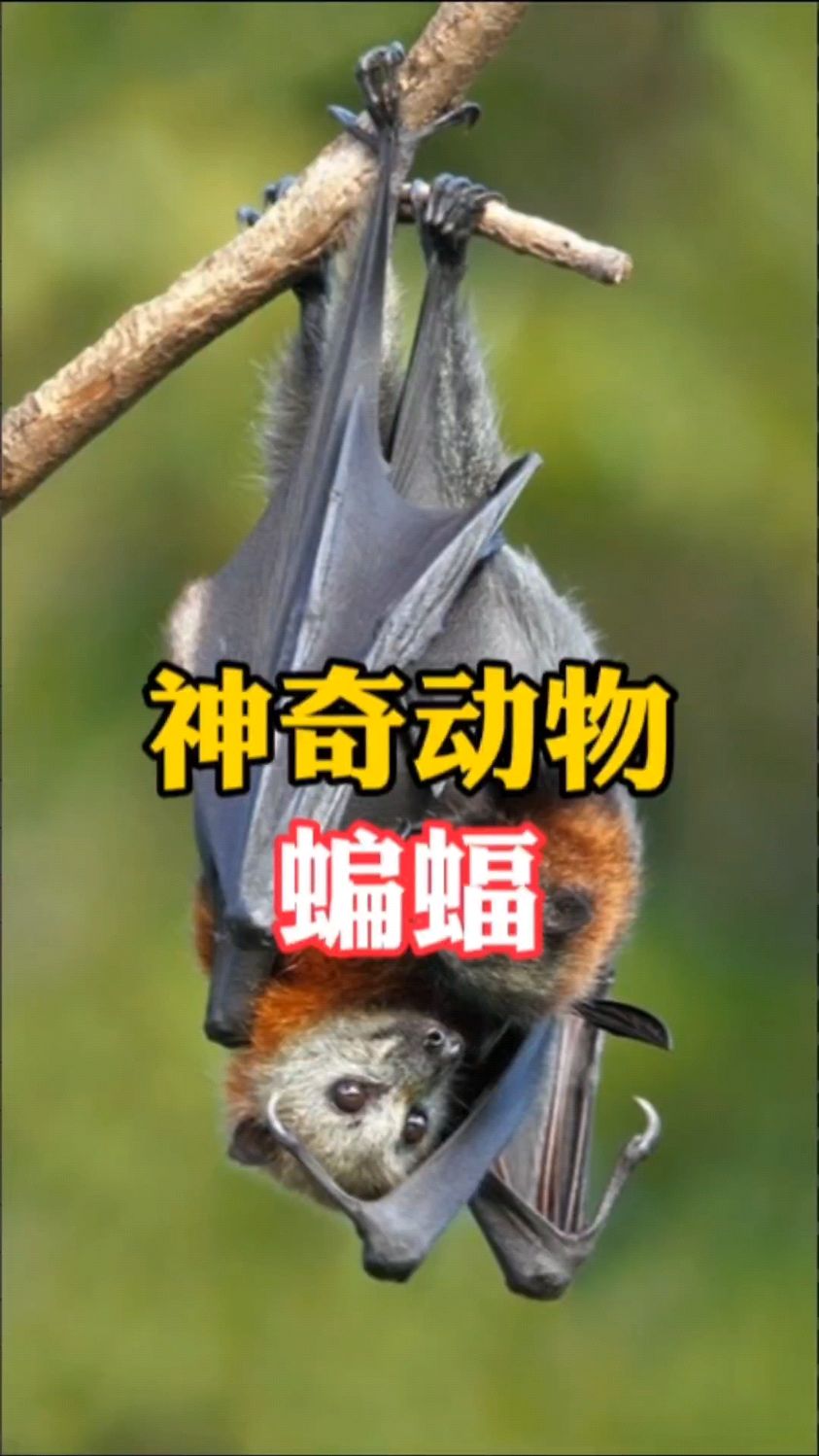 小姐姐偶遇只翅膀受伤的小蝙蝠,治愈放生后福王竟带家族回来感谢