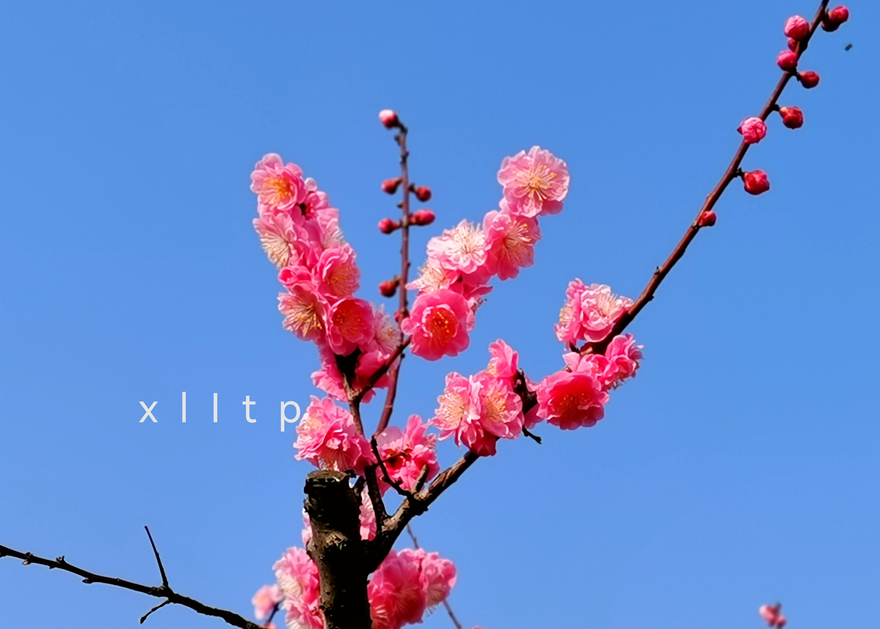 三月的花 走在街心花园,三月天已是花红柳绿.