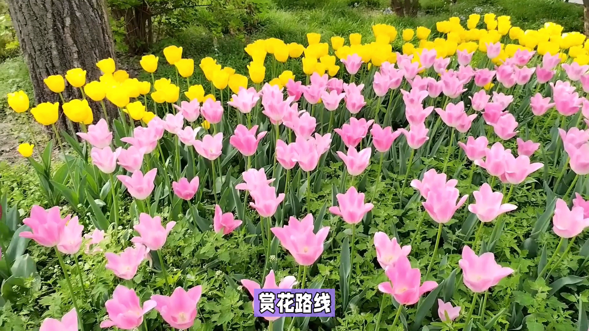 赏花季:昆明捞鱼河郁金香花海