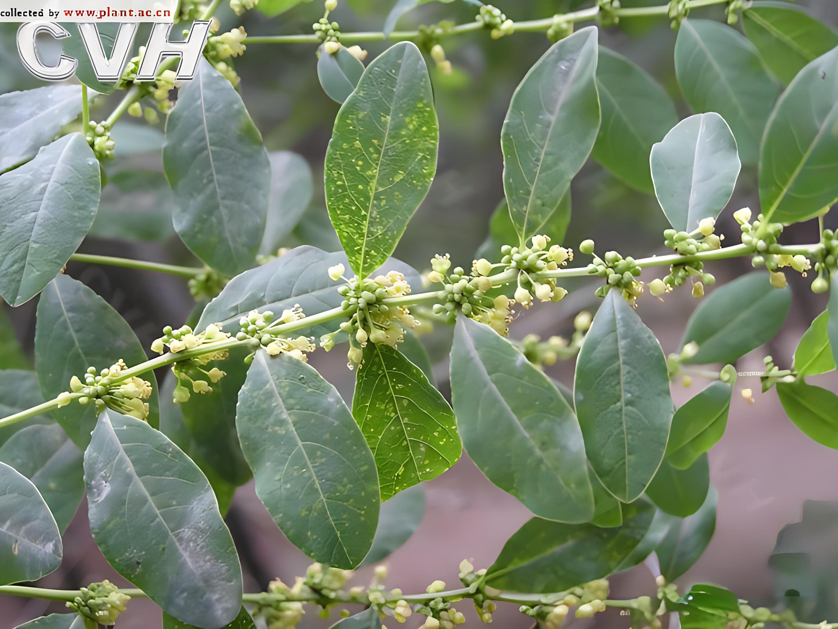 一叶萩一年开几次花,一叶萩的生长环境是什么?