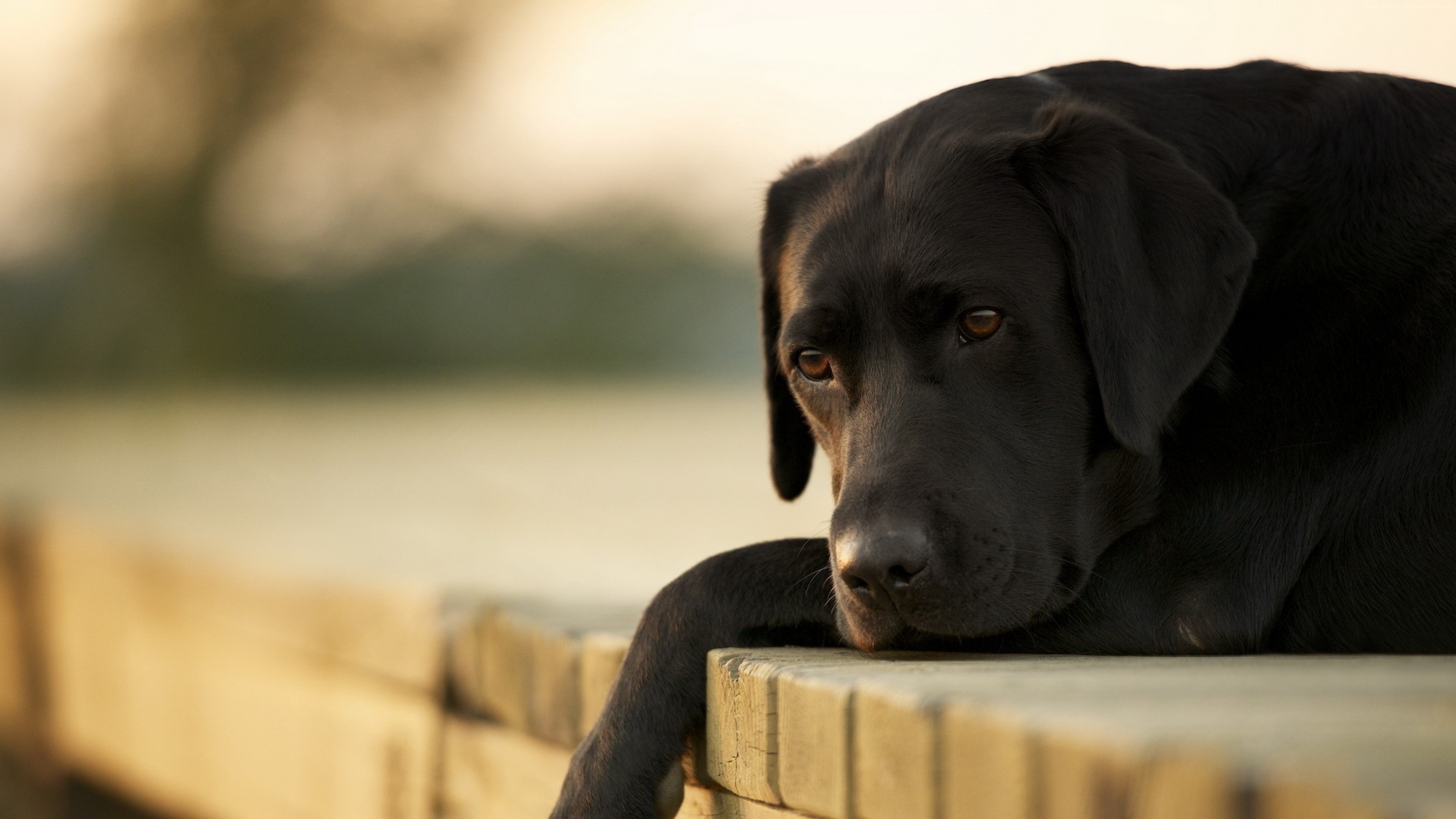 犬的被毛有哪三种?怎么护理